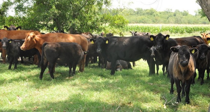 Los frigoríficos de la provincia de Buenos Aires recibieron el 72% del cupo de exportación de carne Argentina a Colombia.
