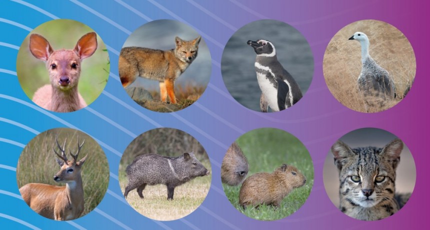 Estudian cómo los perros sueltos sin supervisión pueden afectar a la fauna silvestre