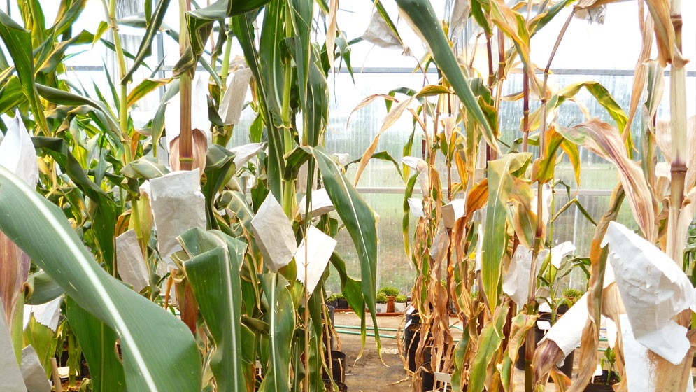 Un desarrollo que mejora el rendimiento de las plantas de maíz
