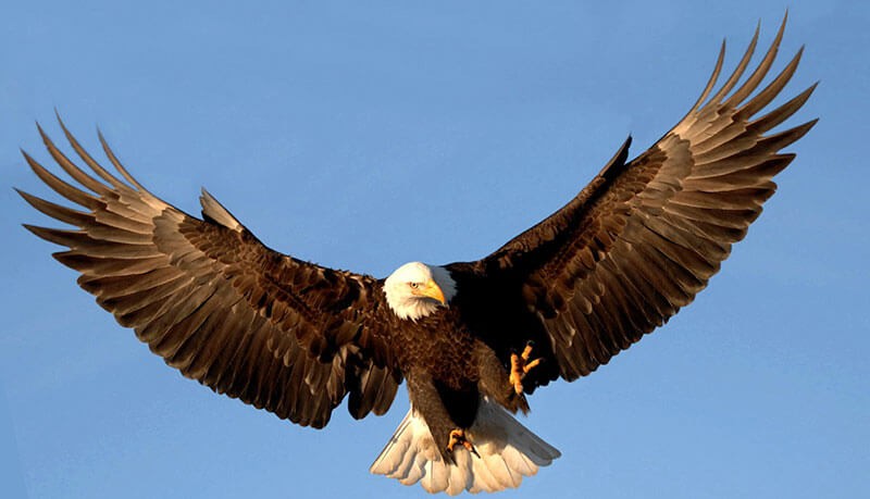 La Renovación del Águila,  una historia de lucha y superación