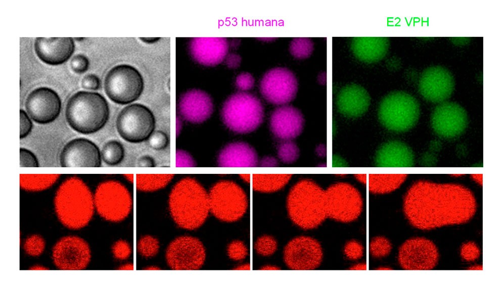 Descubren cómo la proteína antitumoral p53 bloquea la replicación del VPH