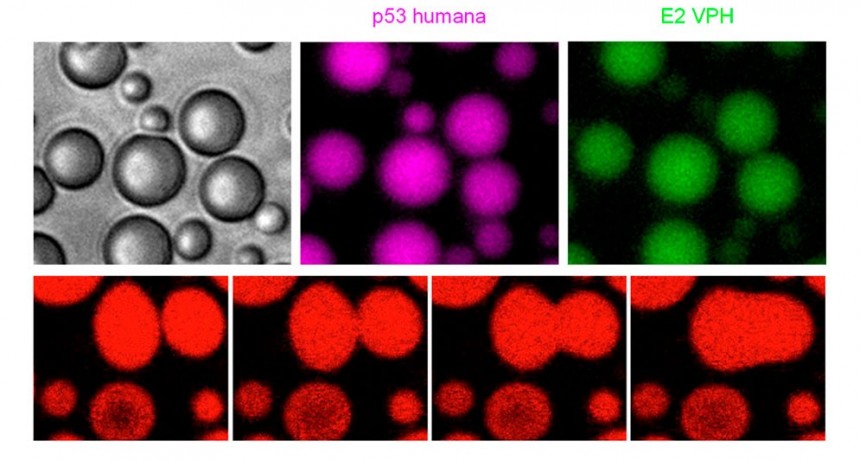 Descubren cómo la proteína antitumoral p53 bloquea la replicación del VPH