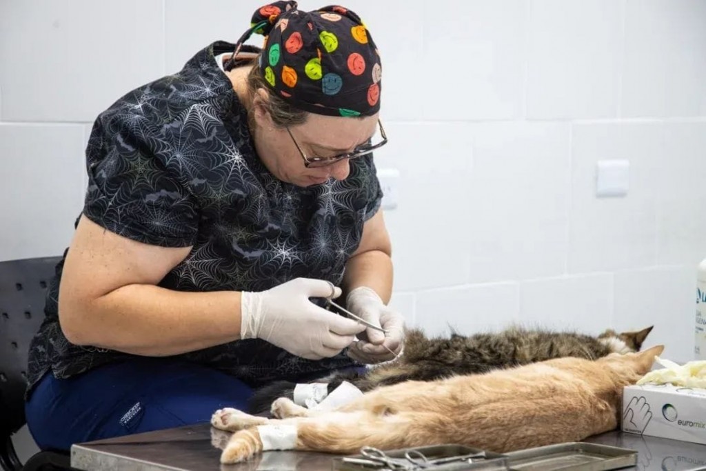 La Veterinaria Municipal de Quilmes amplía la atención gratuita con castraciones, vacunas y cirugías