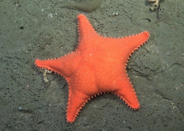 Ciencia bajo el mar: la Provincia inaugura una muestra interactiva “Vidas submarinas - Ciencia, arte y soberanía” en Mar del Plata