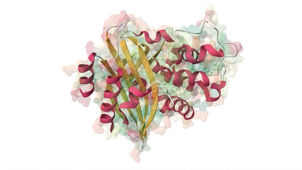 Identifican una “energía oscura” que juega un rol clave en la evolución y función de las proteínas