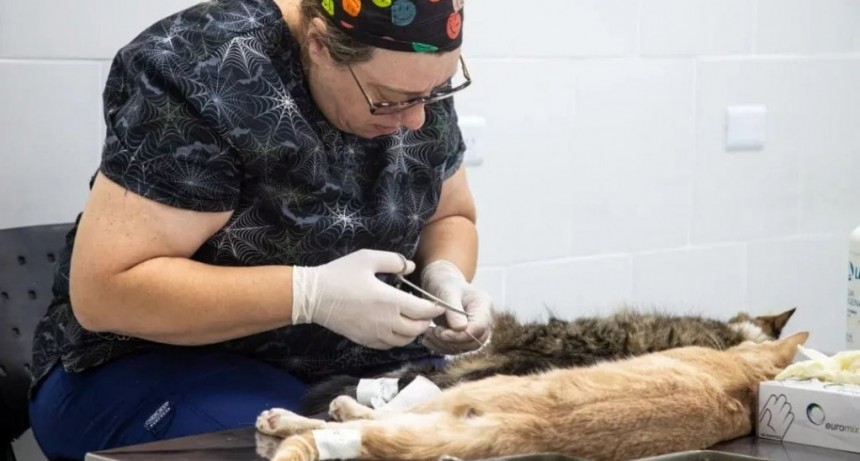 La Veterinaria Municipal de Quilmes amplía la atención gratuita con castraciones, vacunas y cirugías