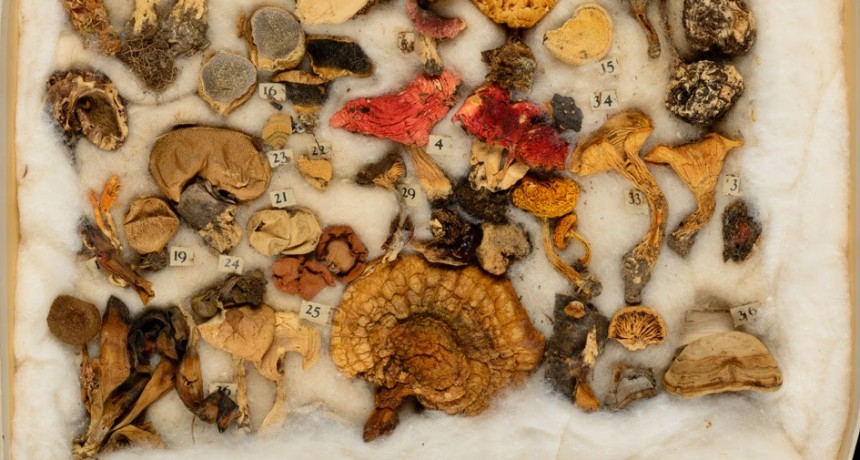  Elizabeth Eaton Morse (1864-1955), una curiosa micóloga