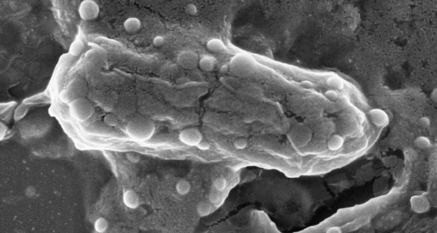 Proponen una nueva estrategia para eliminar bacterias multirresistentes