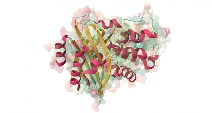 Identifican una “energía oscura” que juega un rol clave en la evolución y función de las proteínas
