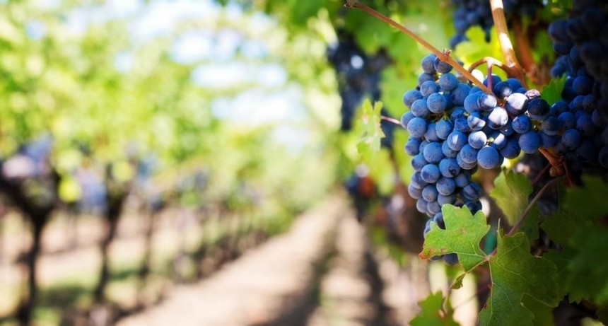 Copas, viñedos y experiencias: los eventos de enoturismo en la Provincia de Buenos Aires