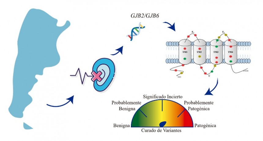 Científicas del CONICET realizaron un curado de variantes genéticas de los genes más frecuentes en la hipoacusia hereditaria