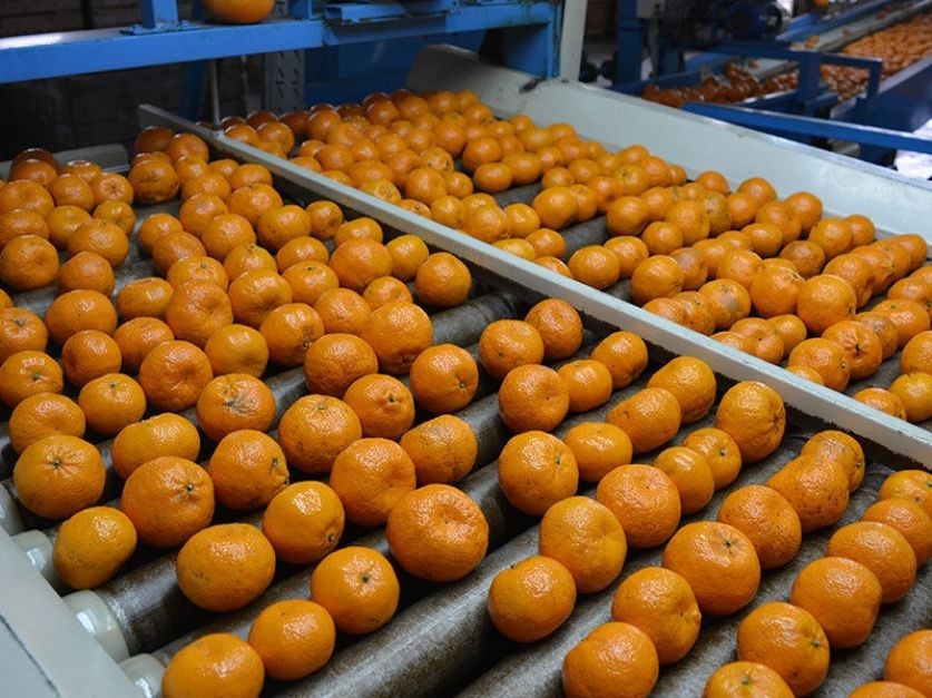 Argentina avanza en la apertura del mercado de cítricos dulces a India