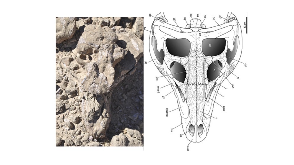 El estudio de la cabeza y el cerebro en 3D de un antepasado de los cocodrilos revela su forma de vida hace 237 millones de años