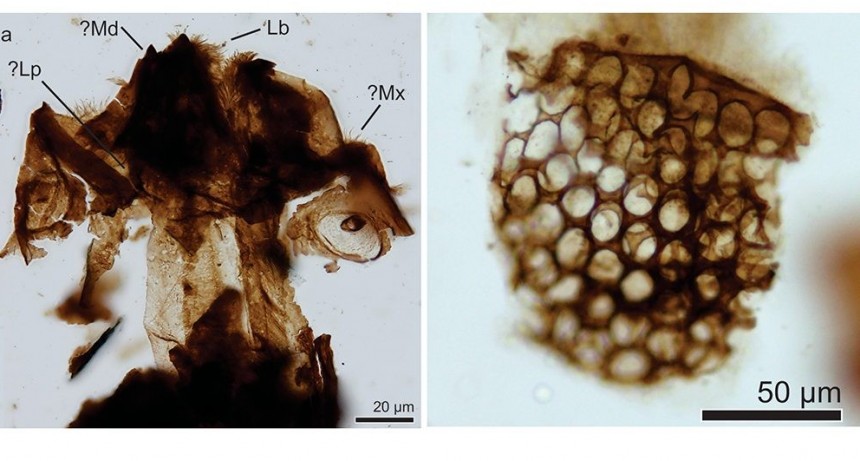 Descubren insectos que convivieron con los últimos dinosaurios
