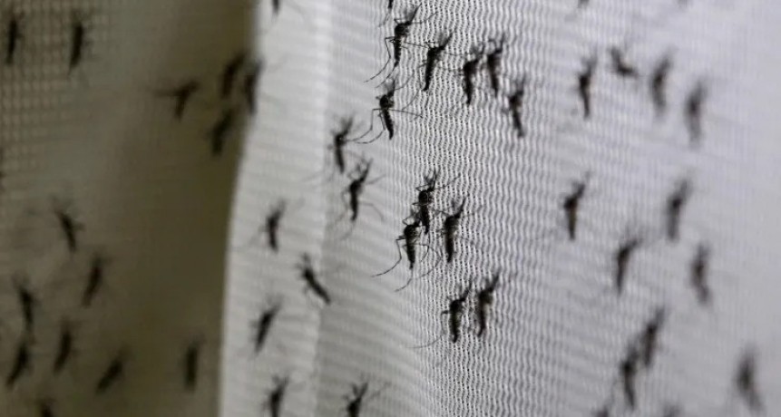 Invasión de mosquitos azota el Área Metropolitana de Buenos Aires