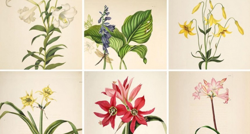  Priscilla Falkner Bury (1799-1872), pintando la belleza de las azucenas