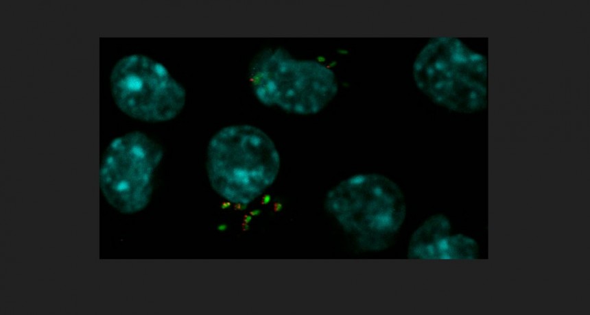Descubren una estrategia energética de la bacteria de la brucelosis para optimizar su multiplicación
