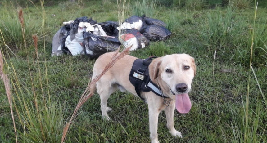 Con perros especializados, en dos operativos la Prefectura y la Gendarmería secuestraron más de 200 kilos de marihuana y detuvieron a varias personas