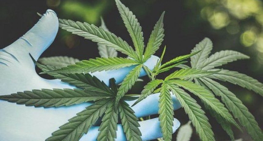 El Ministerio de Salud creó el Registro del Programa de Cannabis para el cultivo controlado