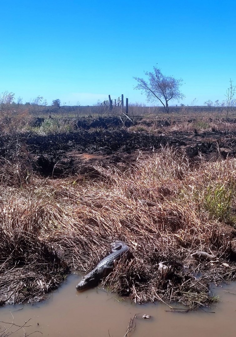 Siguen los trabajos en Corrientes, Ambiente rescató yacarés negros 