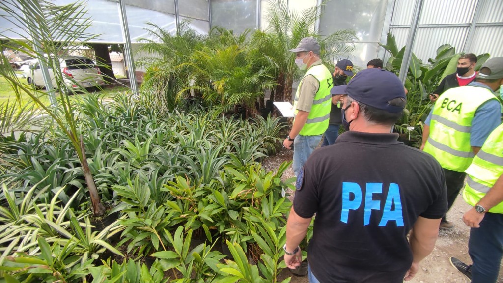 Tráfico ilegal de flora: continúan las inspecciones en viveros para detectar especies amenazadas
