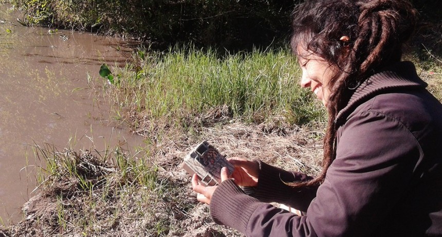 Una investigadora del CONICET dedicada a la preservación del pecarí quimilero es finalista del “Oscar verde”