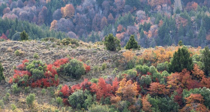 La sostenibilidad como clave para preservar los ecosistemas boscosos