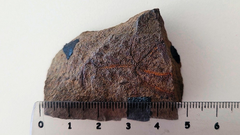 Descubren en Neuquén una estrella frágil que habitó los mares hace 193 millones de años
