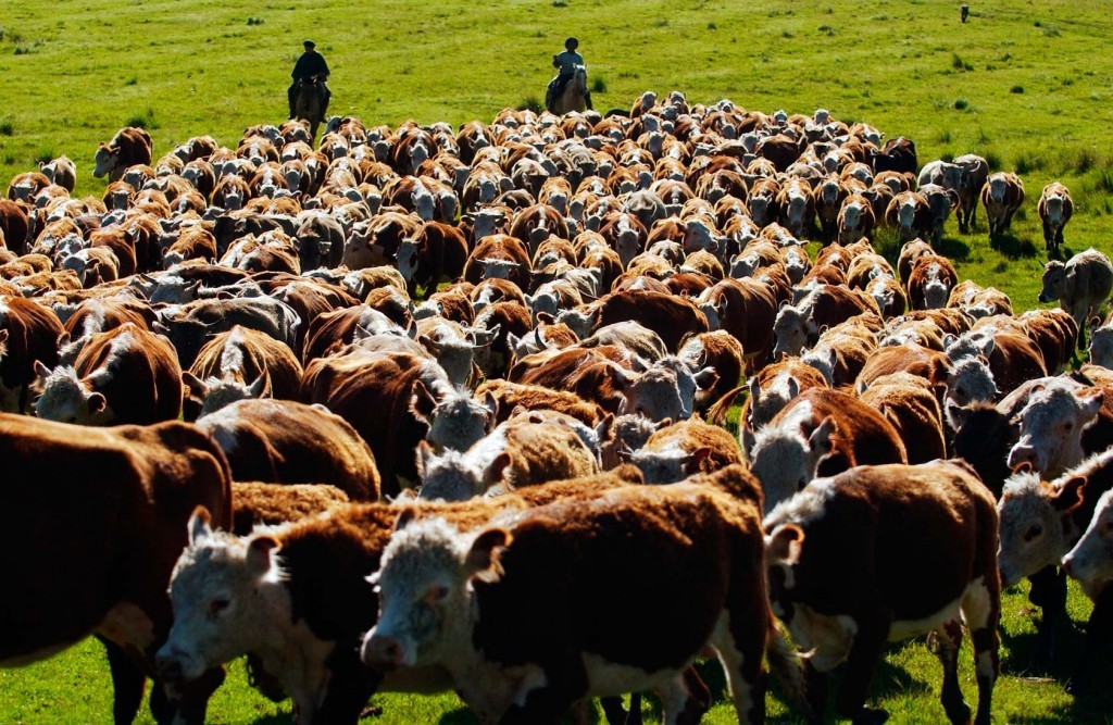 Crean el Programa de Fortalecimiento Productivo Argentino para producción de carne vacuna