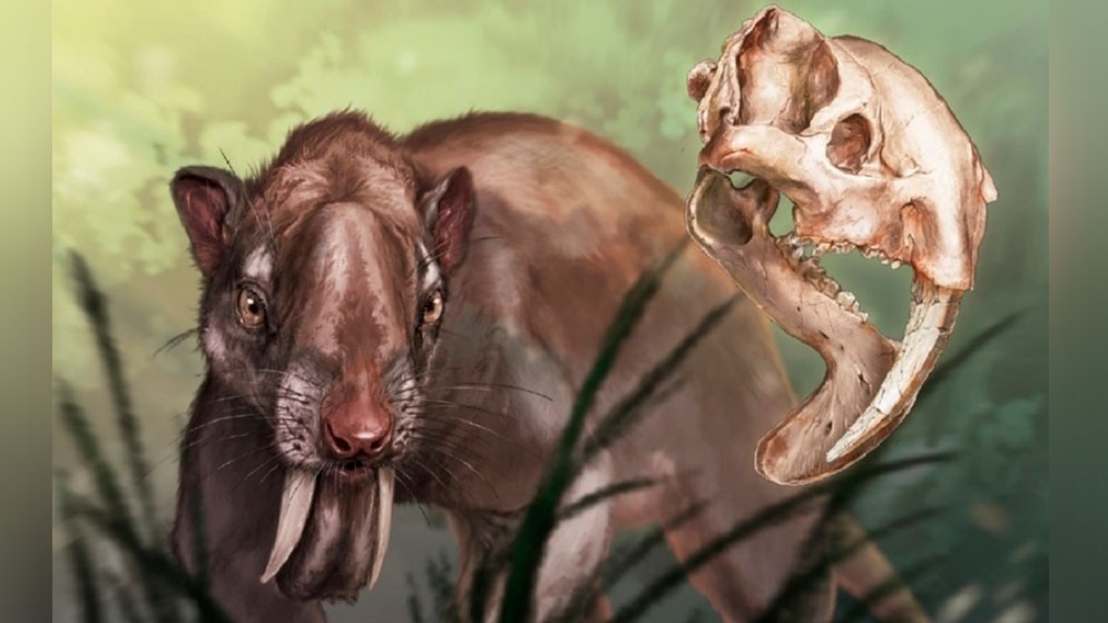 Revelan cómo era la visión de un mamífero sudamericano que se extinguió hace 3 millones de años