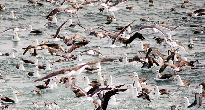 La Influenza aviar y su propagación en aves silvestres y domésticas