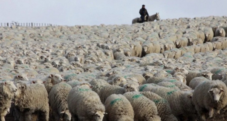 Productores ovinos recibieron el pago del Plan Lanar