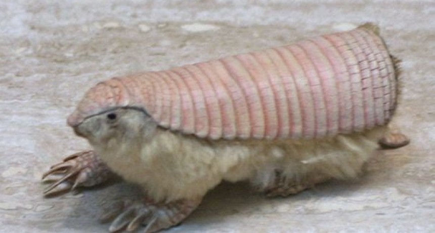 La veterinaria conservacionista Mariella Superina y su armadillo hada rosa
