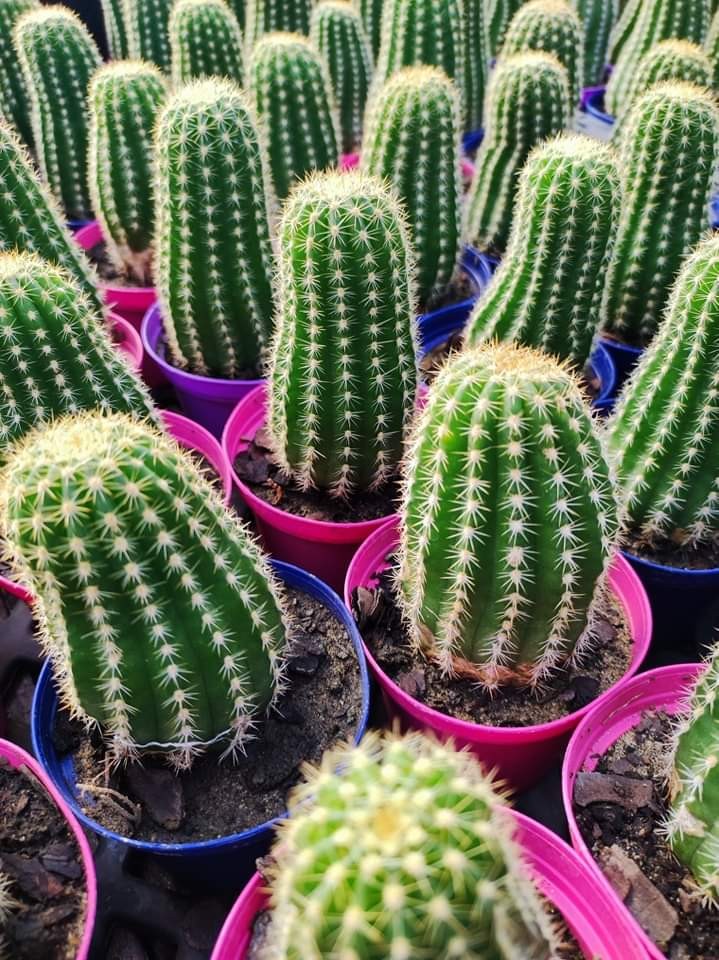 Expo Cactus: Miles de Especies en el Pueblo más Arbolado de Argentina