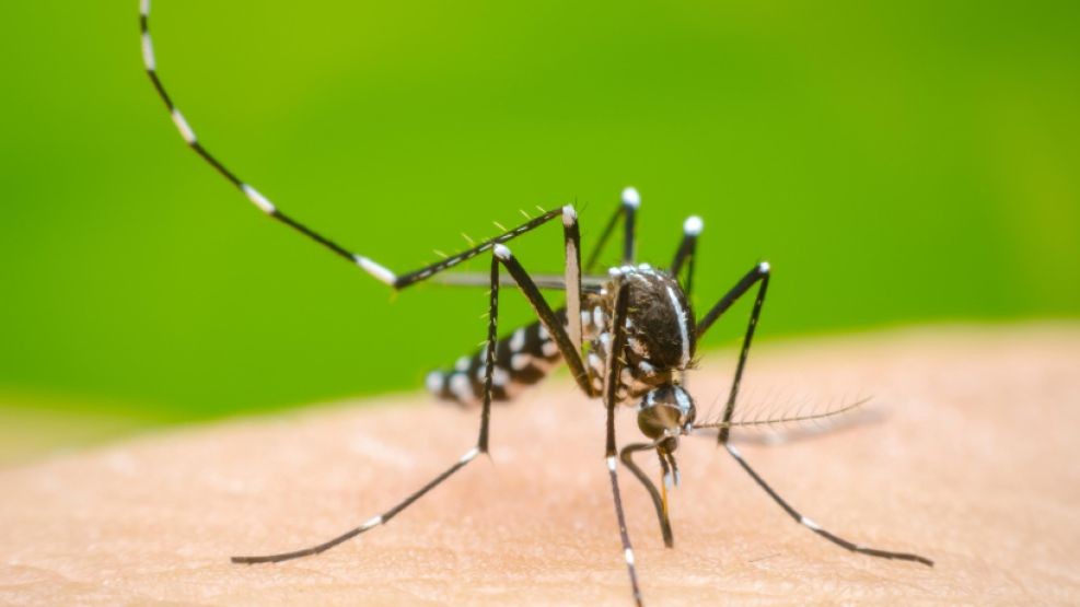 Alerta por dengue en Argentina: Más de 15.000 casos semanales