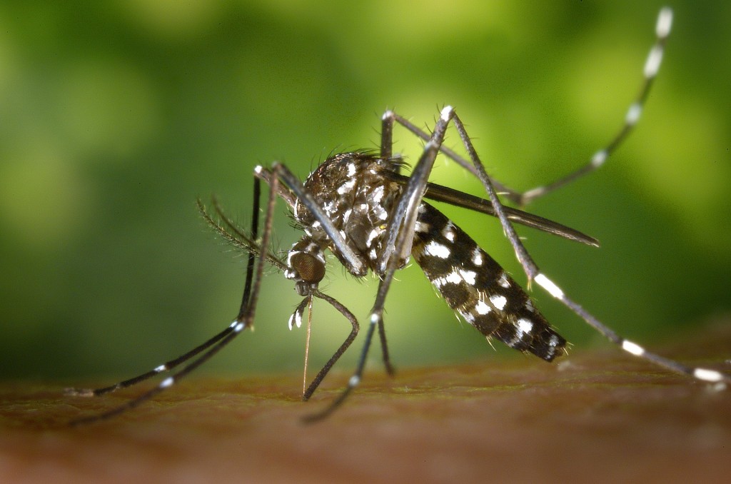 Alarmante aumento de muertes por dengue establece un nuevo récord