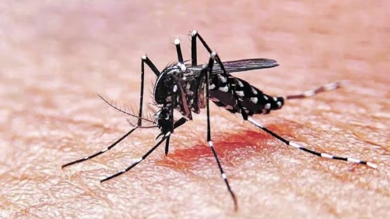 Récord alarmante: Más de 151 mil casos de dengue reportados 