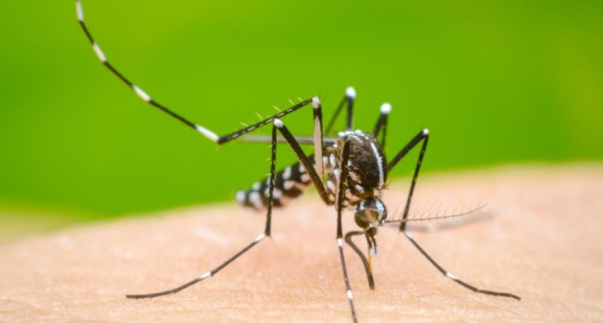 Alerta por dengue en Argentina: Más de 15.000 casos semanales