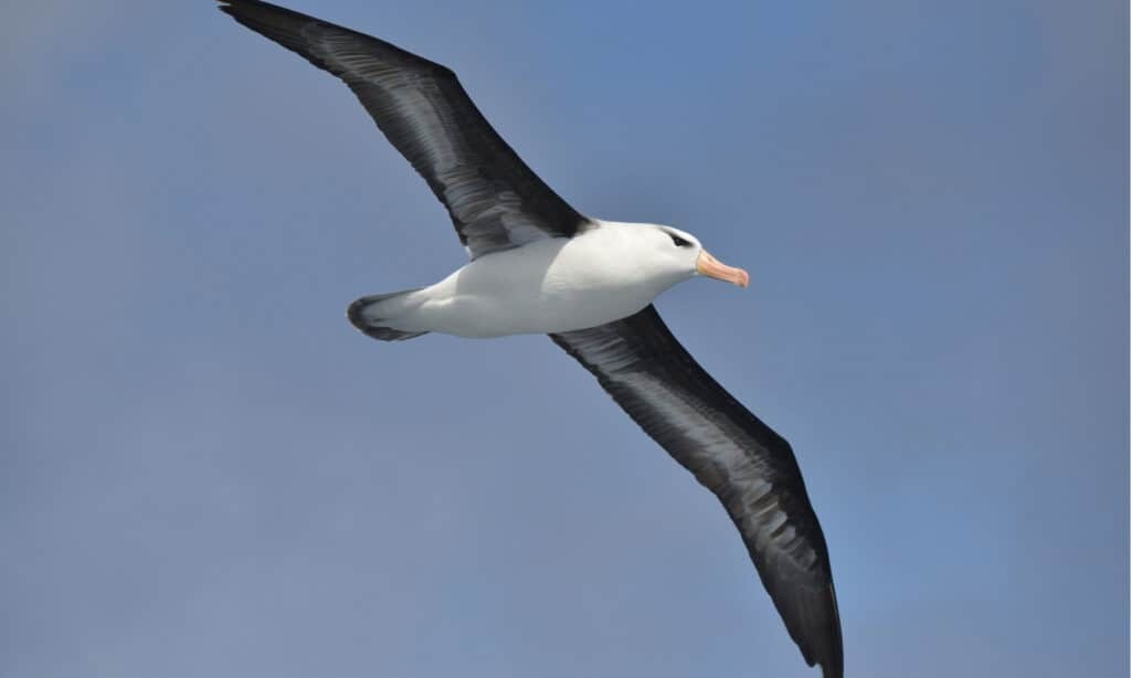 Leyendas sobre “Los onas y los albatros”.