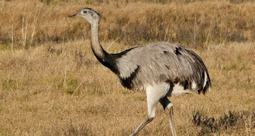 De mitos y leyendas: Los pampas y la Cruz del Sur…