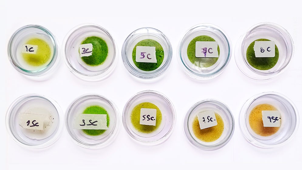 Demuestran el valor biotecnol&oacute;gico de microalgas nativas de la provincia de Tucum&aacute;n