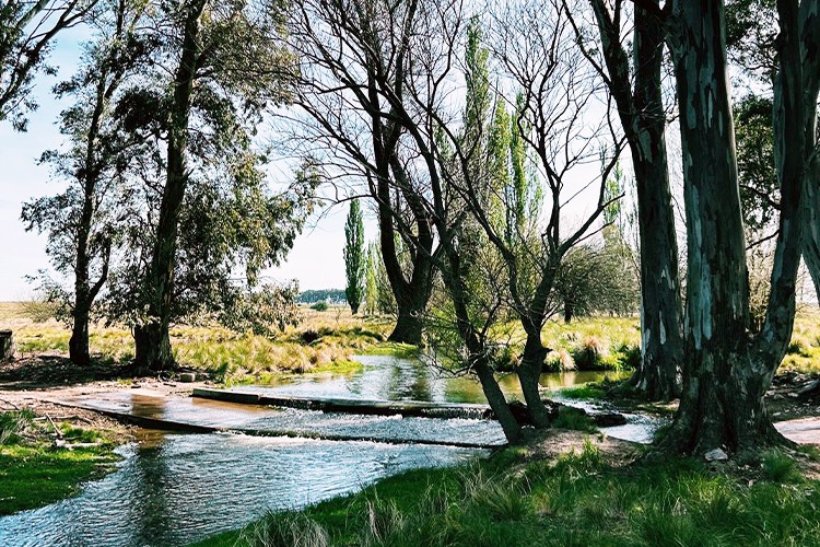 Buenos Aires tambi&eacute;n es oliva: las fincas que producen aceite virgen extra de calidad