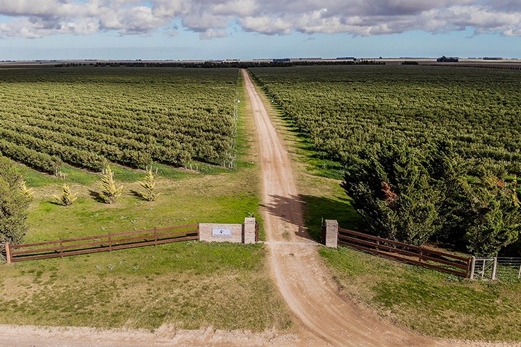 Olivares del sudoeste bonaerense: sabores mediterr&aacute;neos en Argentina para el mundo