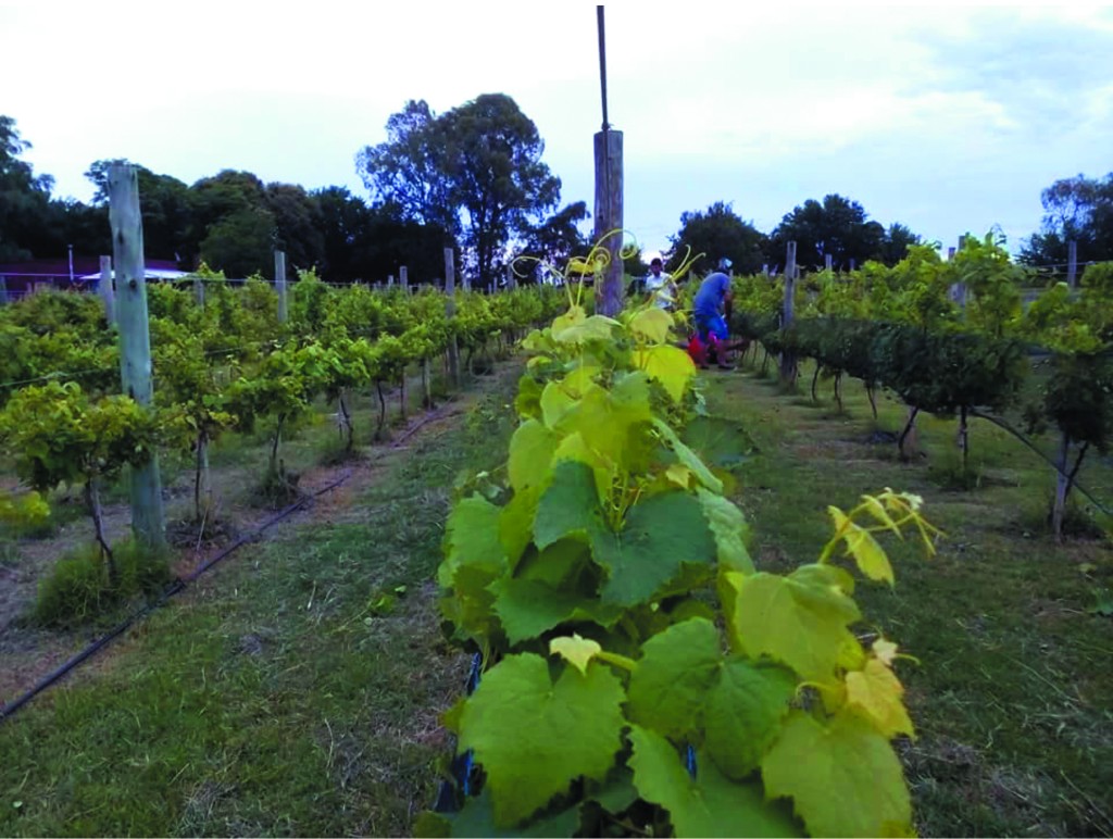 Brindis y escapadas: la agenda de Vinos Buenos Aires para recorrer la provincia
