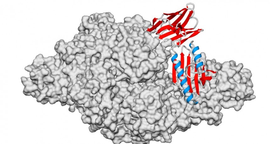 Logran avance clave contra una grave enfermedad gen&eacute;tica