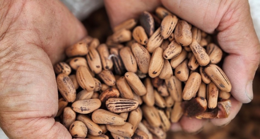 Del bosque costero a Europa: el emprendedor que exporta pi&ntilde;ones desde Claromec&oacute;