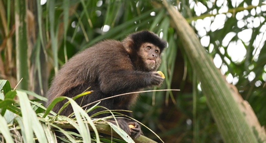 Nuevo estudio sobre monos aporta claves para reducir p&eacute;rdidas en la industria maderera y proteger a la fauna