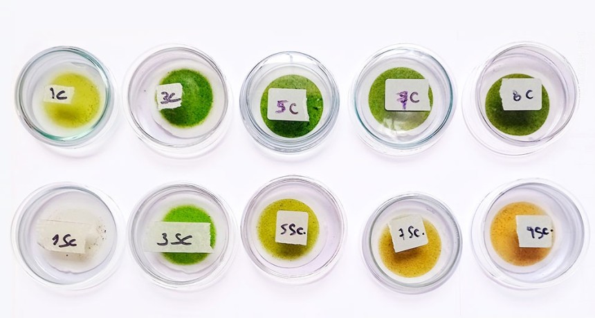 Demuestran el valor biotecnol&oacute;gico de microalgas nativas de la provincia de Tucum&aacute;n