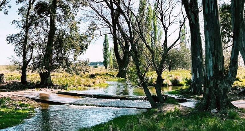 Buenos Aires tambi&eacute;n es oliva: las fincas que producen aceite virgen extra de calidad