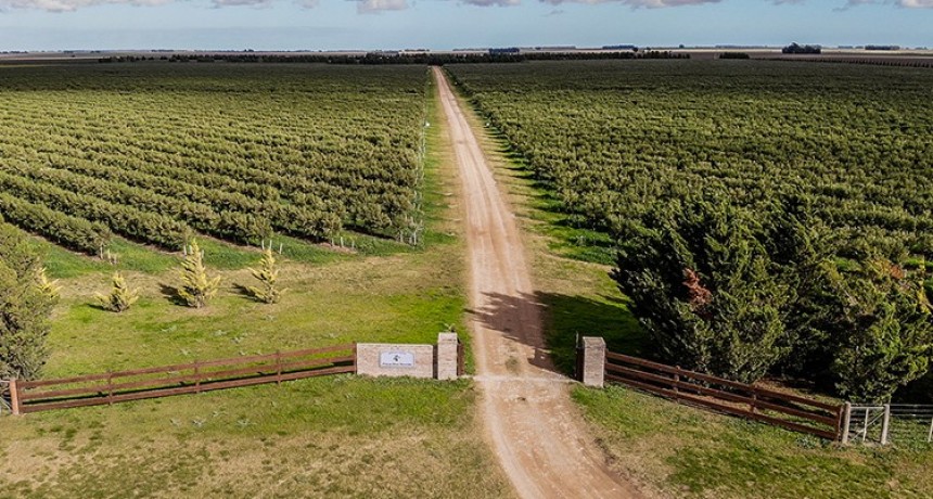 Olivares del sudoeste bonaerense: sabores mediterr&aacute;neos en Argentina para el mundo